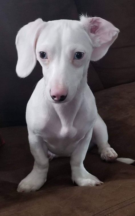 White Dachshund, Winnie Dogs, Dachshund Colors, Cute Teacup Puppies, Doxie Puppies, Baby Dachshund, Albino Animals, Weiners, Dachshund Mom