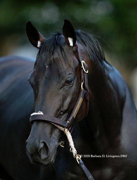 Black Thoroughbred, Thoroughbred Racehorse, Racing Photos, Most Beautiful Horses, Thoroughbred Horse, Pretty Horses, Horse Breeds, Horse Love, Thoroughbred