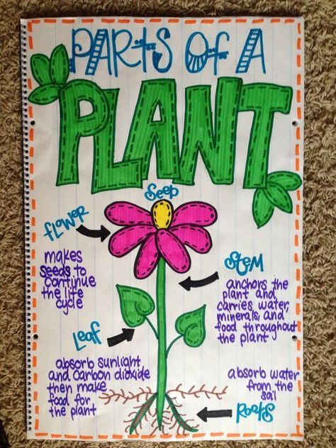 This science anchor chart is geared towards the parts of a plant. Science Anchor Charts Kindergarten, Clean Desk Anchor Chart, Plant Anchor Chart Kindergarten, Culture Anchor Chart, Graphing Anchor Chart First Grade, Cute Anchor Charts, Anchor Chart Ideas, Science Anchor Charts 3rd, Science Anchor Charts 2nd Grade