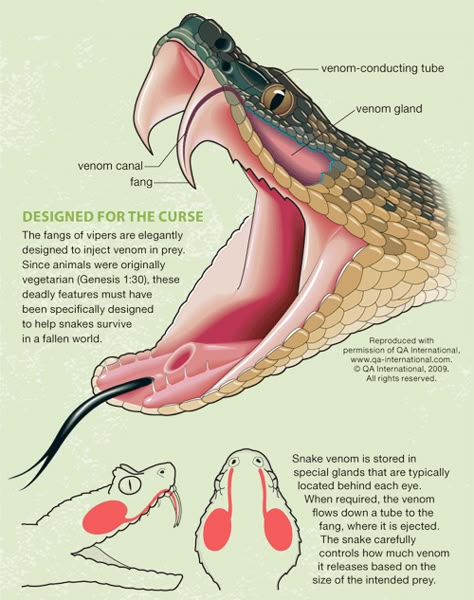 Fang Design Snake Facts, Vet Medicine, Med Vet, Snake Venom, Snake Art, Survival Life Hacks, Animal Anatomy, Survival Life, Scientific Illustration