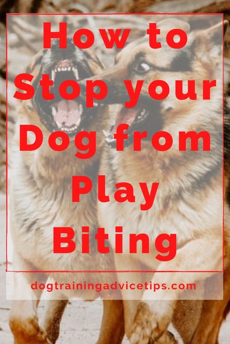 Dog Clicker, Funny Looking Dogs, Puppy Potty Training Tips, Dog Clicker Training, Dog Commands, Dog Training Classes, House Training Dogs, Best Dog Training, Train Your Dog