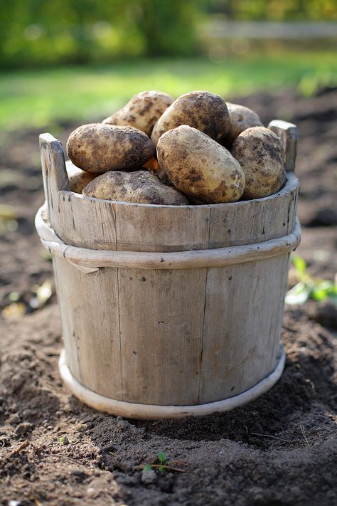 when harvest comes for each crop, be thorough Essen, When To Harvest Potatoes, Potato Farm, Dutch Farms, Storing Vegetables, Classic Recipes, Growing Potatoes, Veggie Garden, Classic Food