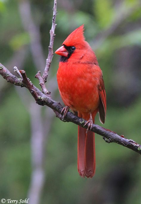 Northern Cardinal Photography, Red Bird Aesthetic, Pheasant Photos, Cardinal Aesthetic, Cardinal Photography, Cardinal Photo, Cardinals Wallpaper, Cardinal Pictures, Animated Christmas Pictures