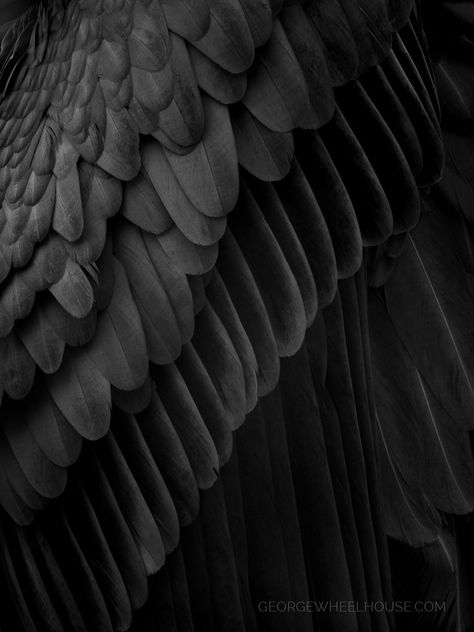 Dark Feathers | Feather detail of a griffon vulture. | George | Flickr Feathers Aesthetic, Hunt Athalar, Yennefer Of Vengerberg, Black Wings, Crescent City, Fantasy Aesthetic, Dark Angel, Angels And Demons, Black And White Aesthetic