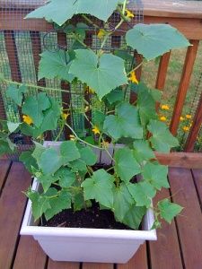 cucumbers: grow vertically inside a tomato cage with lots of fertilizer & moist, well drained soil. Growing Cucumbers In Pots, Grow Cucumbers In A Pot, Cucumbers In Containers, Cucumbers In Pots, Grow Cucumber, Grow Cucumbers, Seed Growing, Growing Zucchini, Indoor Vegetables