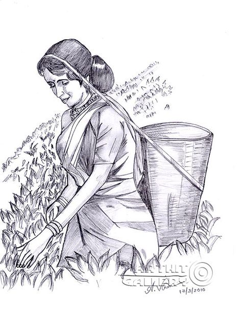 'Tea estate worker women'. Anandhan Vignesh Worker Drawing, Human Sketches, Village Scene Drawing, Pencil Drawing Images, Human Sketch, Dotted Drawings, Abstract Pencil Drawings, Landscape Pencil Drawings, Human Figure Sketches