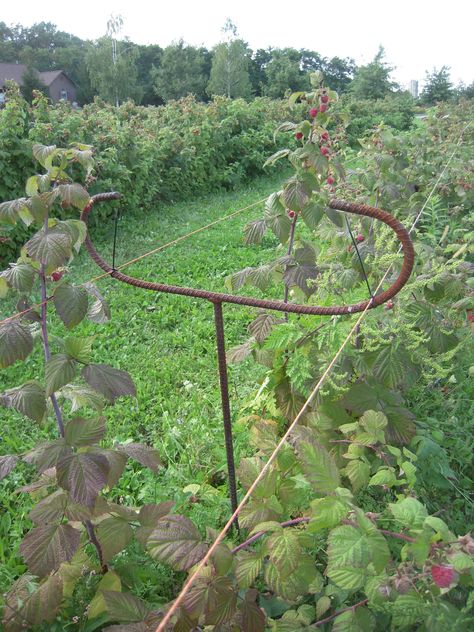 Raspberry Bushes Trellis, Trellising Raspberries, Preserving Berries, Trellis For Raspberry Bushes, Staking Raspberry Bushes, Climbing Raspberries, Raspberry Bush Supports, Raspberry Growing, Berry Orchard