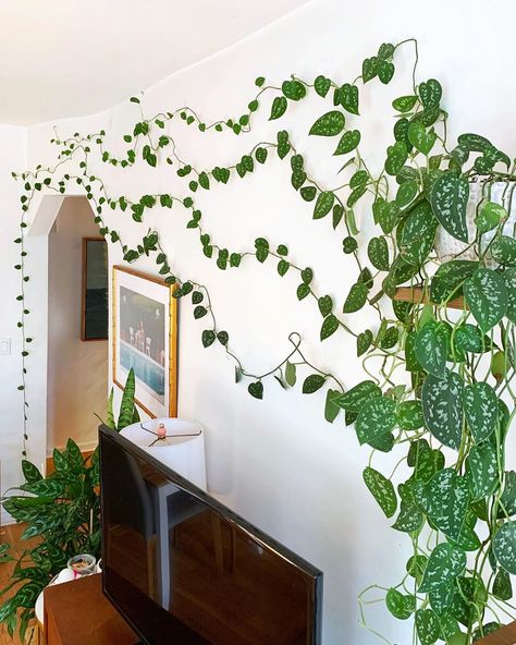 32 Photos Of Indoor Gardens That Are Borderline Erotic Wall Vines, Plant Storage, Indoor Vines, Vining Plants, Plant Jungle, Hanging Plant Wall, Vine Wall, Elf House, Plant Decor Indoor