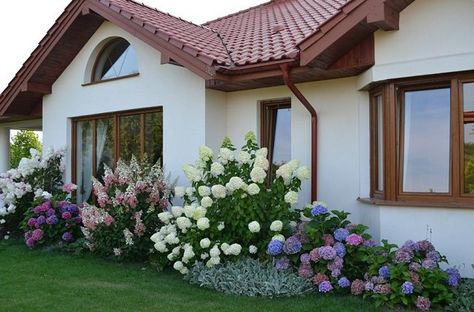 Hydrangea Landscaping, Hydrangea Garden, Lavender Garden, Landscape Designs, Front House Landscaping, Home Landscaping, Front Yard Garden, House Landscape, Decoration Inspiration