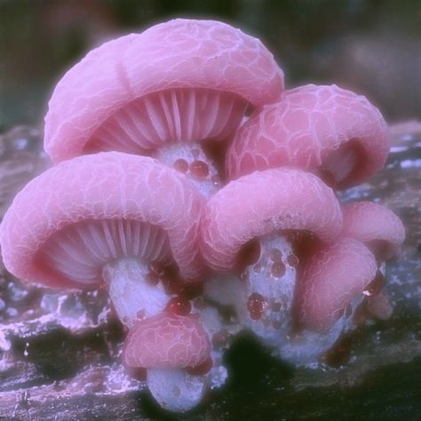 Pink Mushrooms, Surealism Art, Pink Mushroom, Pink Nature, Gender Envy, Painting Projects, Costume Ideas, Mood Board, Stuffed Mushrooms