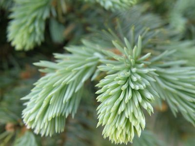 White Spruce Planting Recommendations Dream House Garden, Colorado Blue Spruce, Picea Pungens, White Spruce, Organic Mulch, Specimen Trees, Spruce Tree, Shade Perennials, Fast Growing Plants