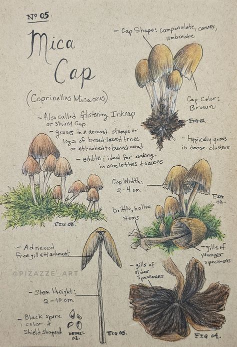 Field Journal Art, Field Guide Illustration, Mushroom Field Drawing, Plant Study Drawing, Field Journal Ideas, Field Journal Aesthetic, Field Guide Design Layout, Field Biologist Aesthetic, Field Guide Aesthetic