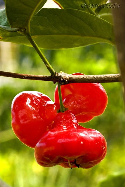 Giant Vegetable, Weird Fruit, Rose Apple, Strange Fruit, Unique Fruit, Kinds Of Fruits, Apple Roses, Types Of Fruit, Fruit Photography