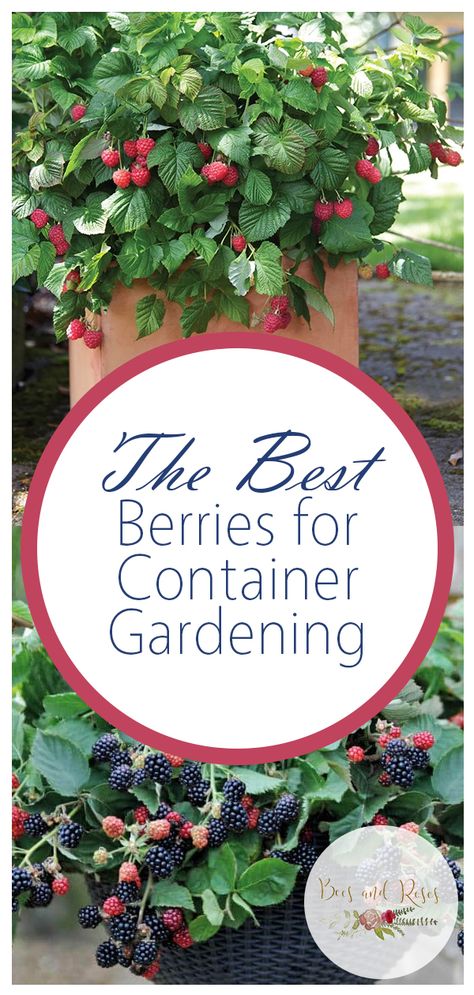 The Best Berries for Container Gardening| Container Gardening, Container Gardening for Beginners, Container Garden Ideas, Container Gardening Vegetables, Gardening, Garden Ideas, Gardening TIps, Gardening Tricks Vegetable Garden Boxes, Fruit Trees In Containers, Gemüseanbau In Kübeln, Growing Tomatoes In Containers, Vertical Vegetable Garden, Container Vegetables, Tomato Garden, Container Gardening Vegetables, Container Garden