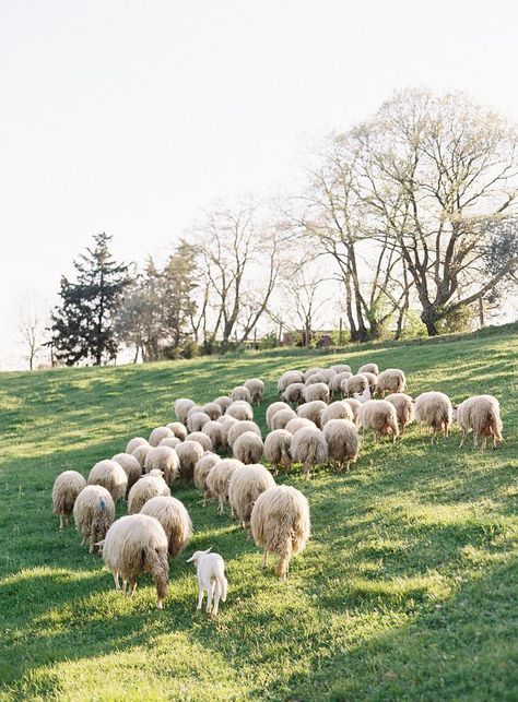 Herd Of Sheep, Country Photography, Villas In Italy, Jose Villa, Counting Sheep, Italian Countryside, Sheep Farm, Sheep And Lamb, The Good Shepherd