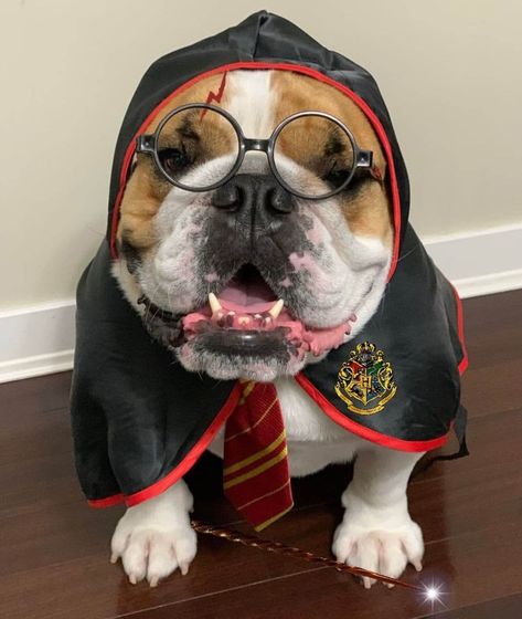 English Bulldog Halloween Costumes, English Bulldog Costume, Bulldog Costumes, French Bulldog Halloween Costumes, Black English Bulldog, Bulldog Halloween Costumes, French Bulldog Costume, Funny Pet Costumes, Bulldog Costume