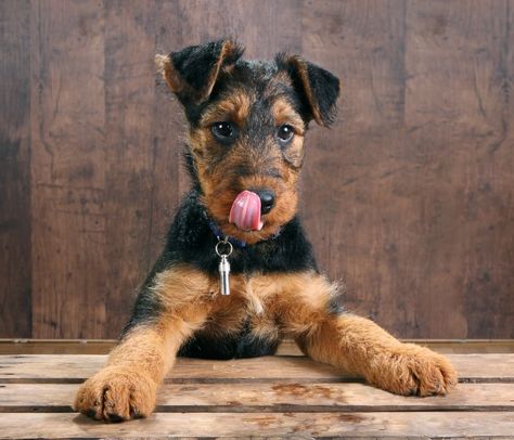 Airedale Puppy, Airedale Terrier Puppies, Rehome Dog, Cat City, Welsh Terrier, Best Puppies, Pet Boutique, Purebred Dogs, Terrier Puppies