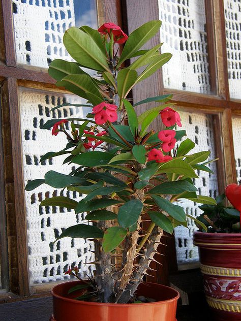 Crown of Thorns (Euphorbia Milii) Euphorbia Myrsinites, Euphorbia Rigida, Euphorbia Plant, Euphorbia Milii Crown Of Thorns, Crown Of Thorns Plant, Euphorbia Acrurensis, Euphorbia Ammak Cactus, Euphorbia Milii, Crown Of Thorns