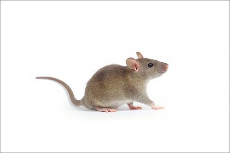 Killing Mice, Rat Silhouette, How To Deter Mice, Small Rat, North American Animals, Funny Rats, Diy Pest Control, Pet Mice, House Mouse