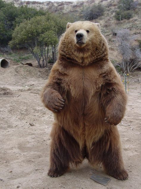 41 Strange on Twitter: "The Kodiak bear, the largest subspecies of brown bear… " Kodiak Bear, Bear Pictures, Bear Hug, Bear Art, Grizzly Bear, Big Bear, Black Bear, Brown Bear, 귀여운 동물