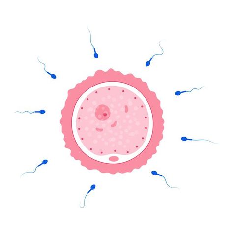 Egg Cell, Embryo Art, John Wick Movie, Men's Facial Hair, Mens Facial Hair Styles, Fertility, Anatomy, Graphic Resources, Human