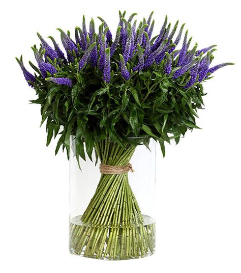 Veronica Smart | Florius Flowers Veronica Flower, Blue Veronica, Growing Flowers, Ethiopia, Fresh Flowers, Kenya, Blue Flowers, Flowers Bouquet, Wedding Flowers