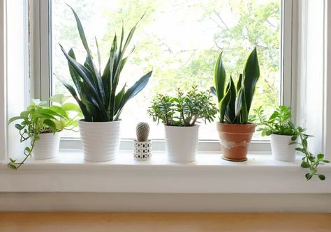 Plants On Window Sill Aesthetic, Plants On Window Sill, Easy Diy Wood Projects, Pallet Projects Wall, Windowsill Plants, Window Sill Decor, Kitchen Window Sill, Windowsill Garden, Shelves Wood