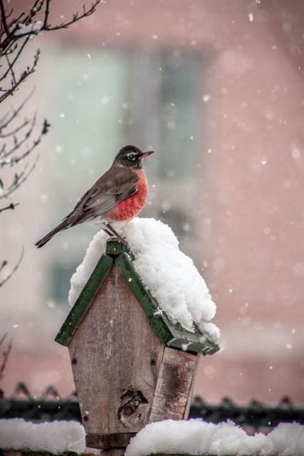 American Robin in the Snow | Content in a Cottage Winter Szenen, Winter Bird, Winter Animals, Airbrush Art, Winter Scenery, Winter Beauty, Winter Pictures, Backyard Birds, Bird Pictures