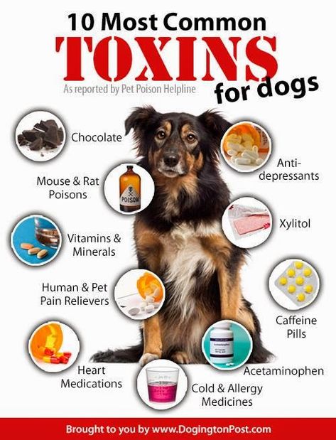 Foods Dogs Can Eat, Meds For Dogs, Zoo Crew, Dog Medicine, Dog Remedies, Dog Wellness, Healthy Dog Treats Homemade, Food Dog, Dog Health Tips