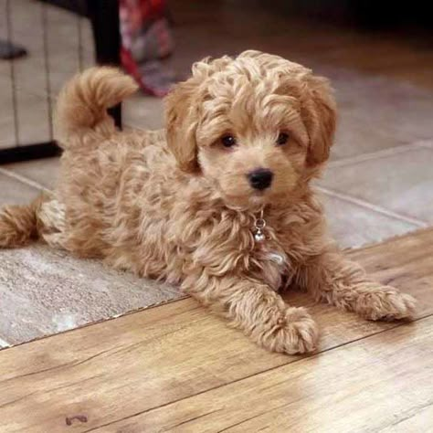 Teacup Goldendoodle, Toy Goldendoodle, Chien Shih Tzu, Mini Goldendoodle Puppies, Toy Dog Breeds, Teddy Bear Dog, Mini Doodle, Cavapoo Puppies, Doodle Puppy