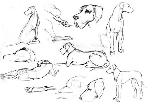 Great Dane Sketches by silentillusion.deviantart.com on @deviantART Great Dane Character Design, Great Dane Drawing Reference, Fine Line Great Dane Tattoo, Great Dane Drawing Easy, Great Dane Ears Tattoo, Great Dane Watercolor, Great Dane Illustration, Great Dane Doodle, Great Dane Sketch