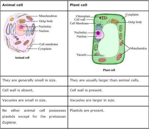 Mitochondria Structure, Science Diagrams, Force And Pressure, Animal Cell, Cell Structure, Teaching Biology, Body Cells, Structure And Function, Plant Cell