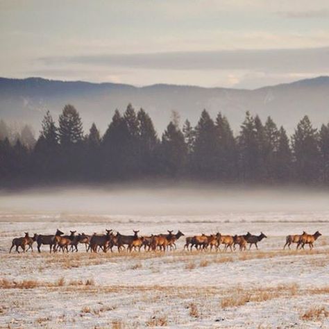 A herd of elk travels across the Flathead Valley. Photo via @heidihoweth. Deer Family, American West, Nature Paintings, That Way, Elk, Montana, North America, North American, Deer