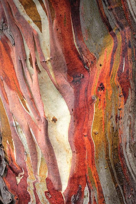 Earthy Hues, Australian Landscape, Avatar 2, Texture Inspiration, Art Texture, Tree Bark, Patterns In Nature, Color Textures, Art Abstrait