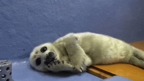 Seal Banner, Seal Gif, Cute Seals, Baby Seal, Fandom Funny, Angel Baby, Silly Animals, Sausages, Cute Little Animals