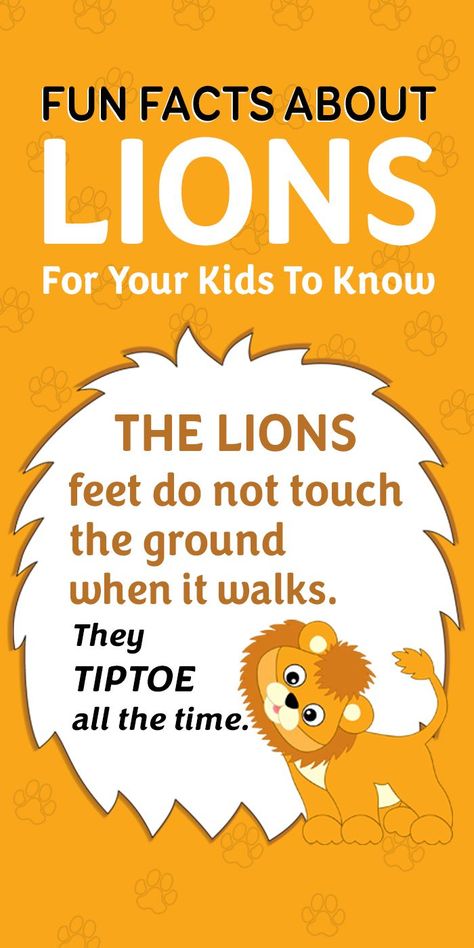 How much do you know about lions that you can share with your children? We bring you several unknown but interesting lion facts for kids. Scroll down now! Lion Facts For Kids, Facts About Lions, Fun Facts About Lions, Lions For Kids, Kids Facts, Unknown Animals, Animal Facts For Kids, Lion Facts, Daniel And The Lions