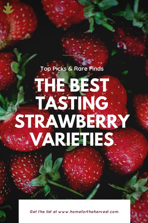 Nature, Gourmet Strawberries, Strawberry Growing, Types Of Strawberries, Everbearing Strawberries, Strawberries In Containers, Strawberry Varieties, Strawberry Beds, Strawberry Pots