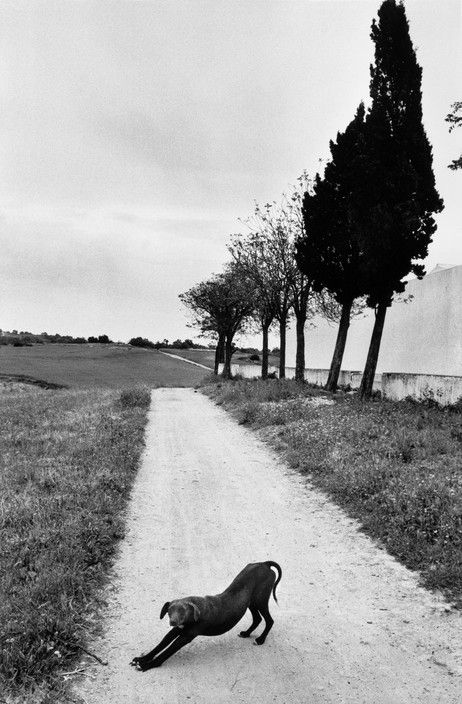 SPAIN. 1977. © JK. Magnum Photos. Josef Koudelka Josef Koudelka, Hieronymus Bosch, French Photographers, Famous Photographers, Magnum Photos, Foto Art, Black White Photos, Dog Photography, Bw Photo