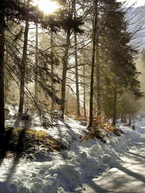 숲 사진, Fog Forest, Snow Forest, Trees Forest, Flowers Photography Wallpaper, Forest Trees, Country Landscaping, Forest Photography, Winter Scenery