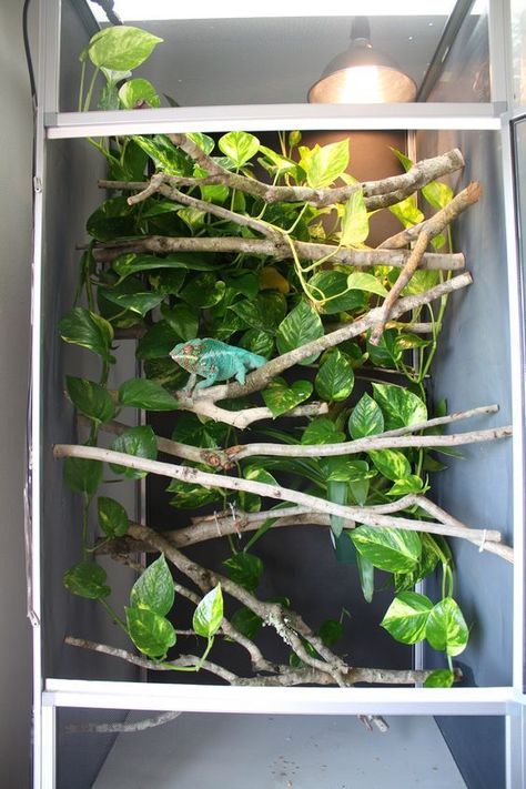 Chameleon Enclosure Ideas, Chameleon Cage Ideas, Chameleon Habitat, Chameleon Terrarium, Gecko Cage, Chameleon Enclosure, Iguana Cage, Chameleon Care, Chameleon Cage