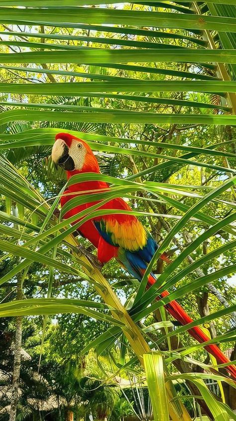 Austeja Core, Funny Bird Pictures, Parrot Wallpaper, Jungle Life, Pretty Animals, Funny Birds, Bird Pictures, Tropical Birds, Zoology