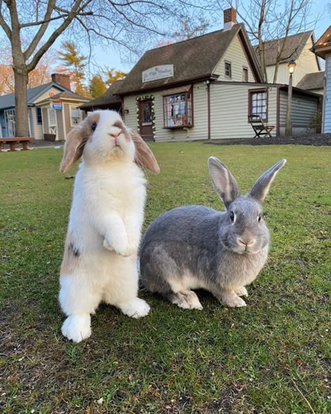 Pet Bunny, Pretty Animals, The Grass, Animal Photo, Cute Little Animals, 귀여운 동물, Cuteness Overload, Cute Bunny, Animals Friends