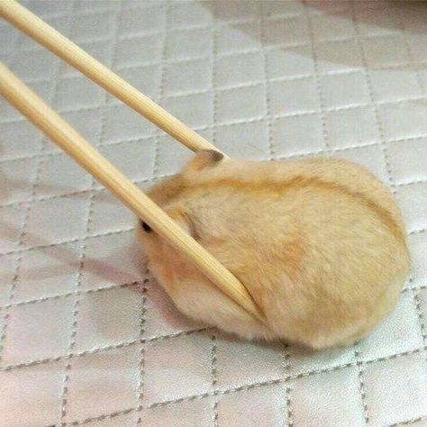 28 травня Hamster Pics, Funny Hamsters, Cute Small Animals, Cute Rats, Cute Hamsters, 웃긴 사진, Silly Animals, Cute Animal Photos, Hamsters