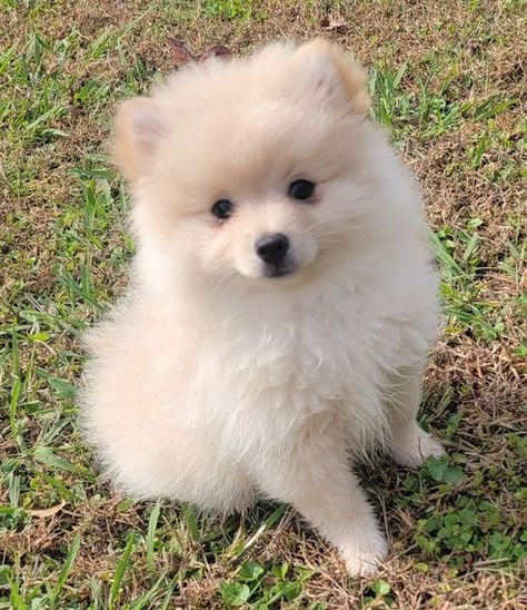 Brooke, a Cream Female Pomeranian Puppy 690289 | PuppySpot Pomeranian Puppies For Sale, Pomeranian Puppy For Sale, Pomeranian Puppies, Best Puppies, Pomeranian Puppy, Age 11, Age 10, Dog Stuff, New Puppy