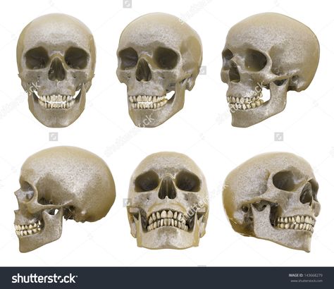 Human skull from different angles isolated Human Skull Anatomy, Skull Anatomy, Head Anatomy, Skull Reference, Skeleton Anatomy, Výtvarné Reference, Human Anatomy Drawing, Face Drawing Reference, Human Skeleton