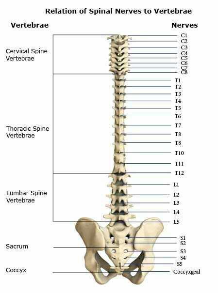 Front Trapped Nerve, Anatomy Bones, Spinal Nerve, Yoga Anatomy, Human Body Anatomy, Spine Health, Medical Facts, Medical School Studying, Muscle Anatomy