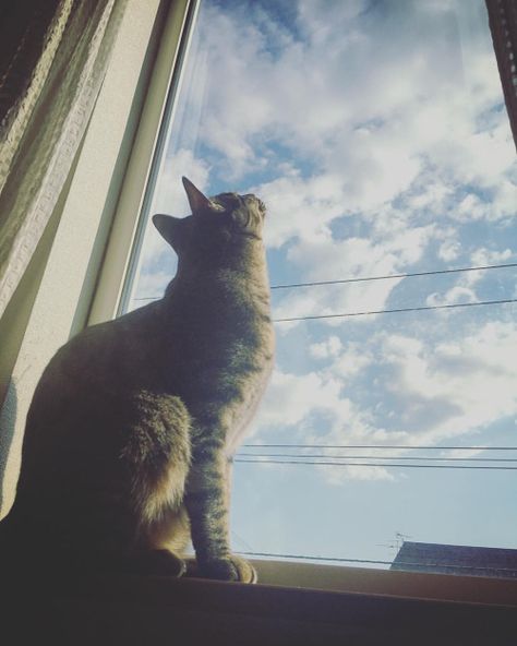 . Cat In A Window, Cat And Cloud, Looking At The Sky, Cat Book, Cat Window, Looking Out The Window, Look At The Sky, Cat People, Window View