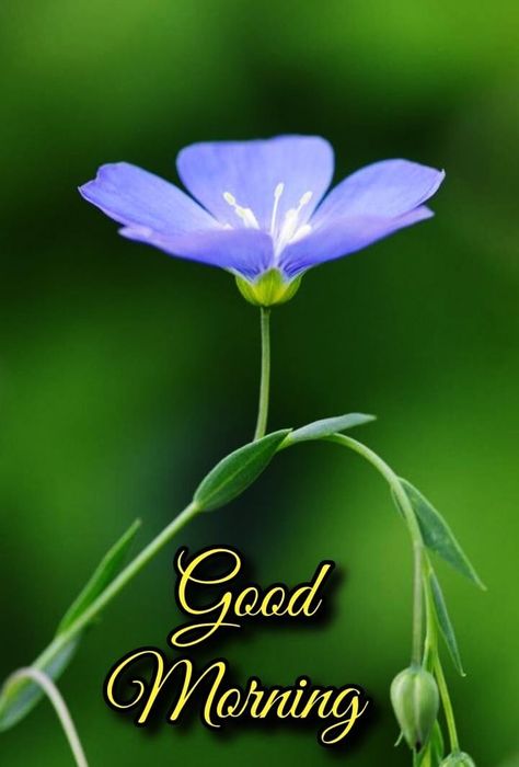 Best 1000+ The Good Morning Images || Good Morning Images || Good Morning New Style - Mixing Images Good Morning New, Beautiful Good Morning Wishes, New Hd Pic, Good Morning Msg, Beautiful Good Morning, Good Morning Flowers Quotes, Good Morning Roses, Good Morning Flowers Pictures, Good Morning Cards