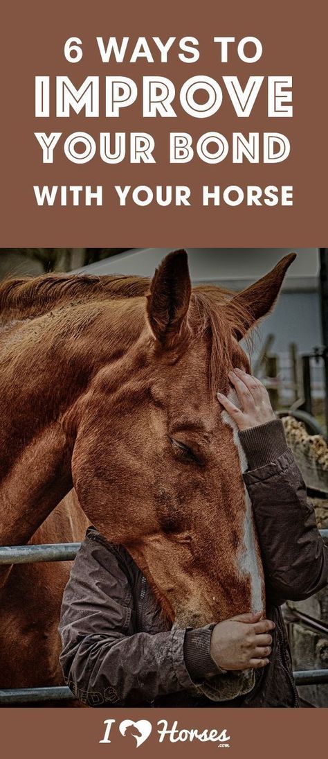 Owning Horses, Horse Training Exercises, Horse Lessons, Horse Information, Riding Tips, Horse Exercises, Horse Facts, Horse Care Tips, Horse Info