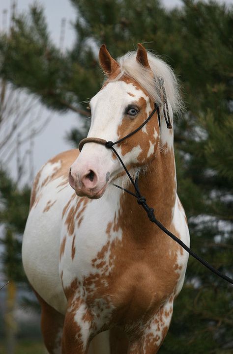 Palomino paint Paint Horses, Palomino Paint Horse, Aesthetic Horse Riding, Drawing Items, Palomino Horses, Horse Riding Aesthetic, American Paint Horse, Painted Horses, Equestrian Aesthetic